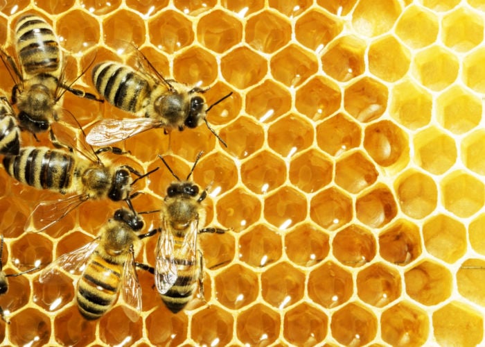 Beekeepers Benefit From The Hive Mind In Community Apiaries : The