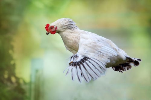 Can Chickens Fly_ Chicken hovering