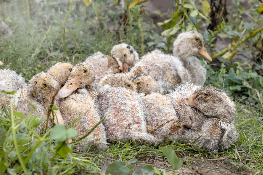 White Patches on Ducks, group of sick ducks