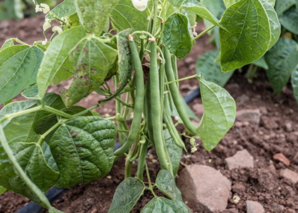Can Chickens Eat Green Beans 