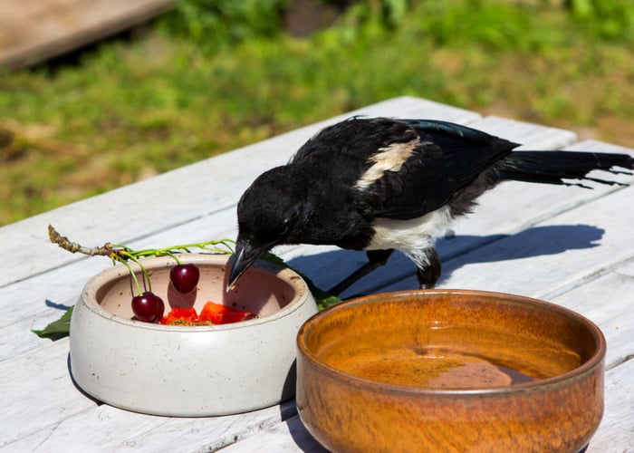 cooking food for birds