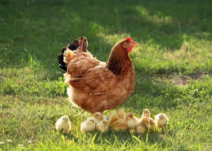 Do Chickens Have Nipples? - The Happy Chicken Coop