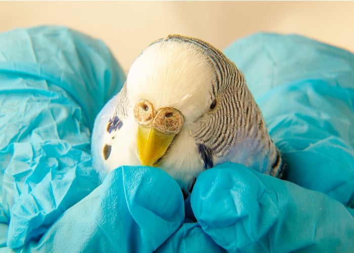 egg bound parakeet