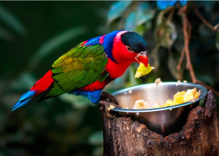 homemade parrot food recipes