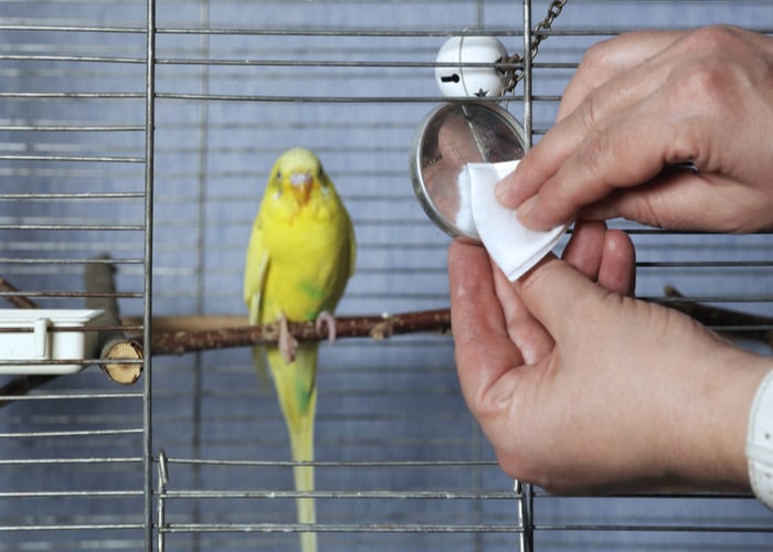 how to clean a bird cage