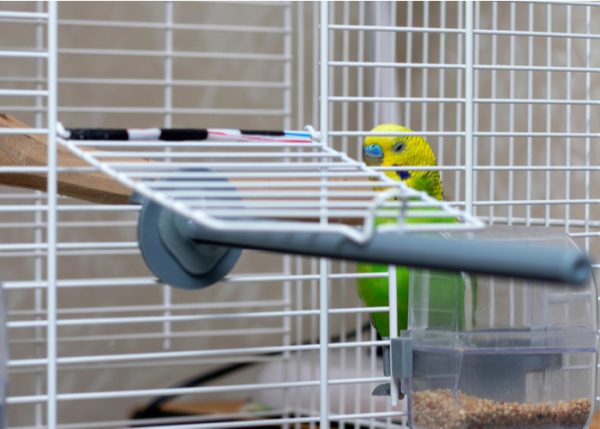 View of Cleaning a Bird Cage — A Complete How-to Guide
