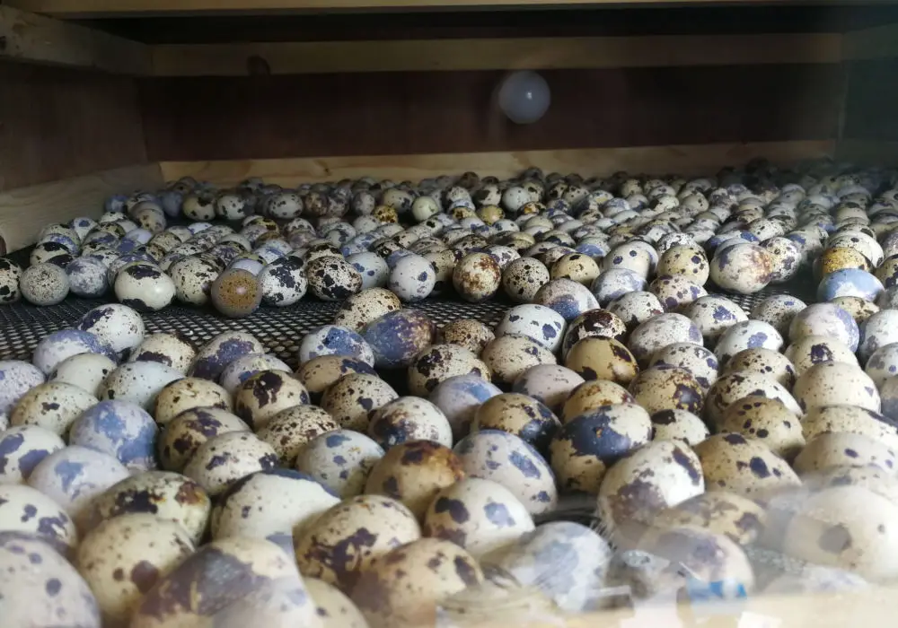 how to hatch a quail egg in an incubator