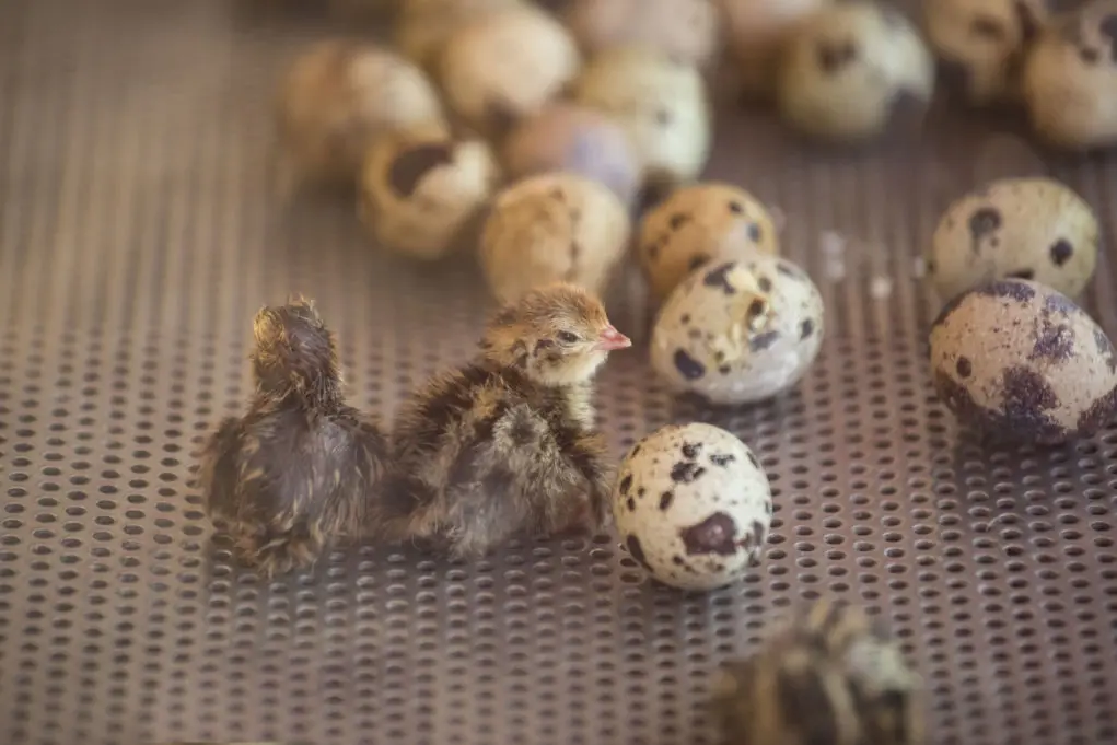 how to hatch a quail egg