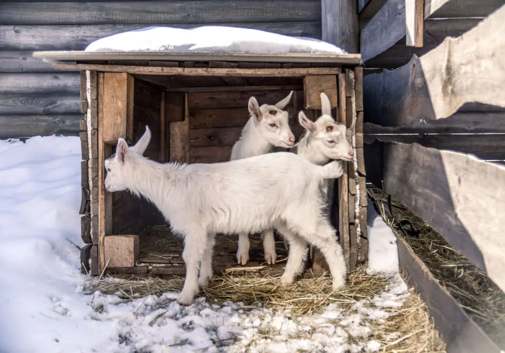 how to keep a baby goat warm without electricity using a calf warmer