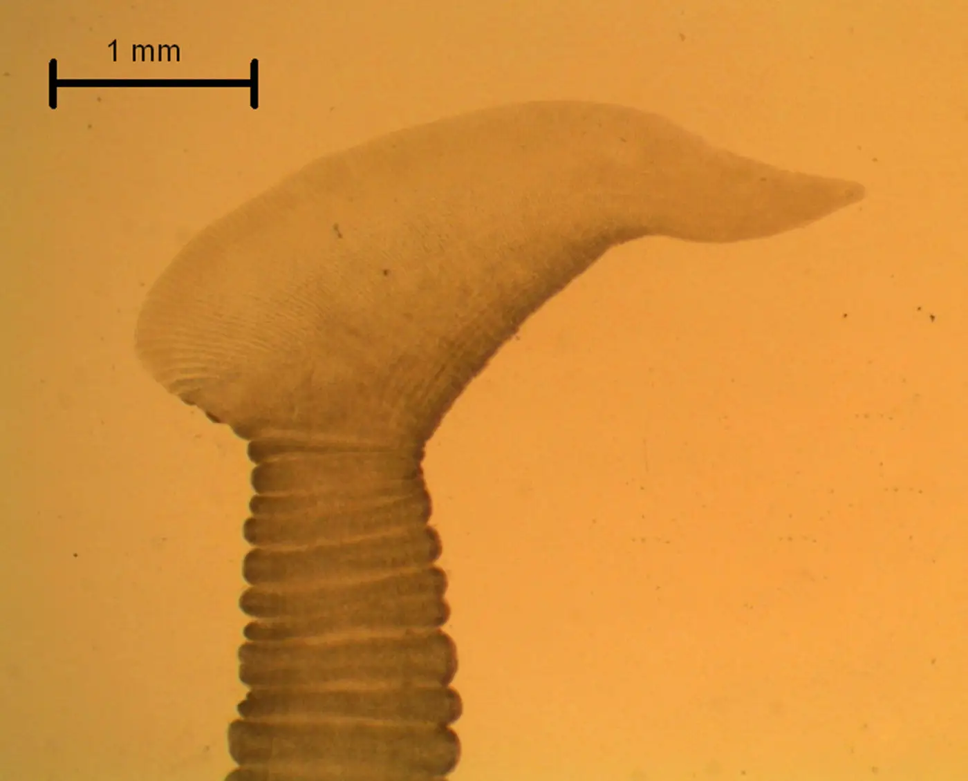 how to worm a duck tapeworm image