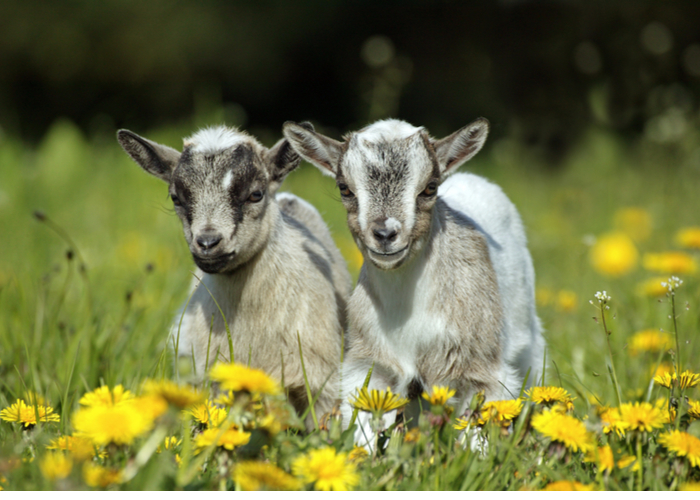 Pygmy Goat What You Need To Know About This Miniature Breed Pygmy Goat What You Need To Know About This Miniature Breed