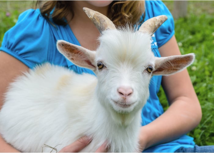 pygmy goat as pet