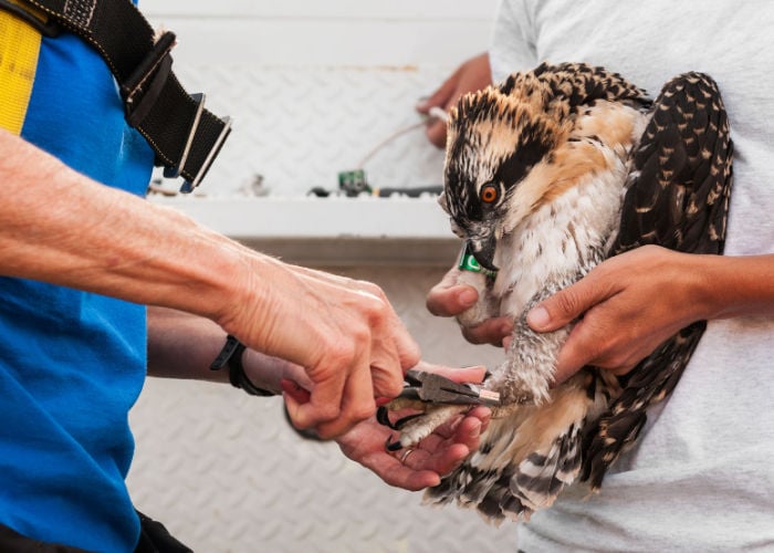Understanding Leg Banding: Advantages, Disadvantages, and FAQs How do you remove a bird's leg band?