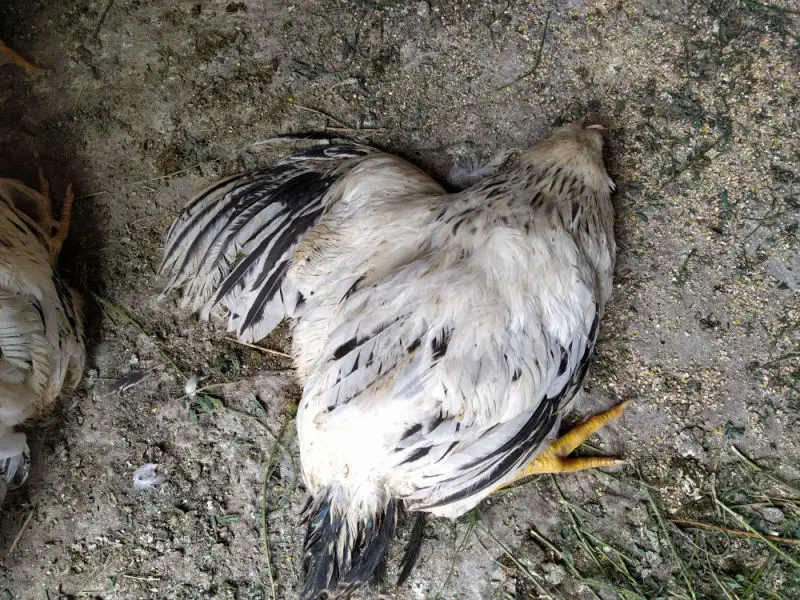 why do foxes kill chickens and leave them dad chicken attacked