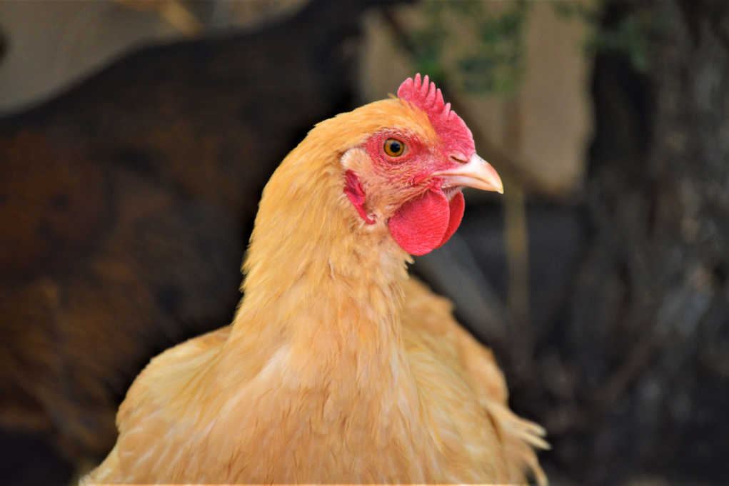 Chicken earlobes hidden behind feathers