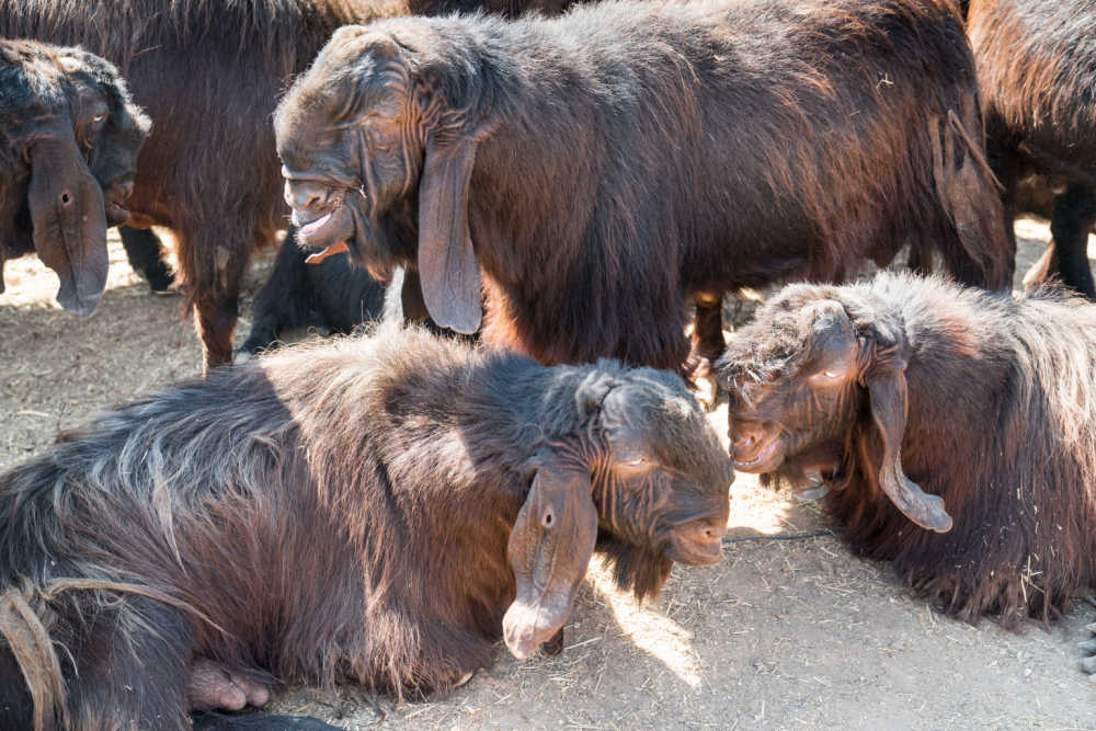 Damascus Goats laying around