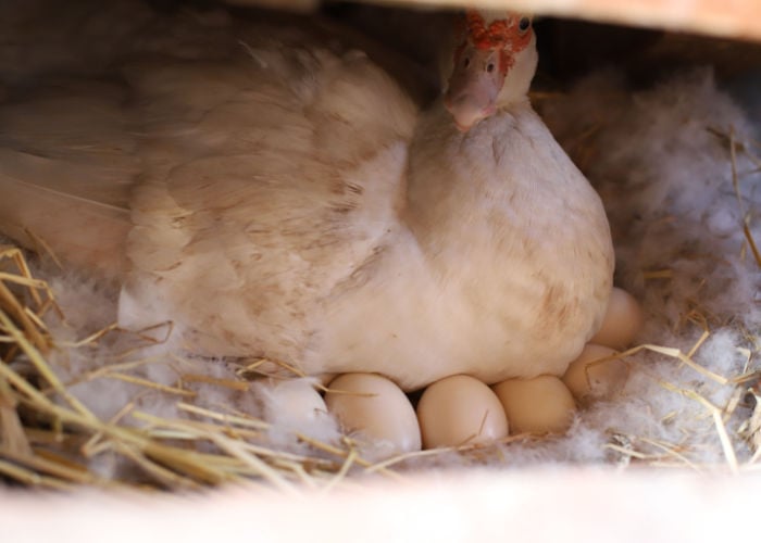 How Long Do Ducks Lay Eggs
