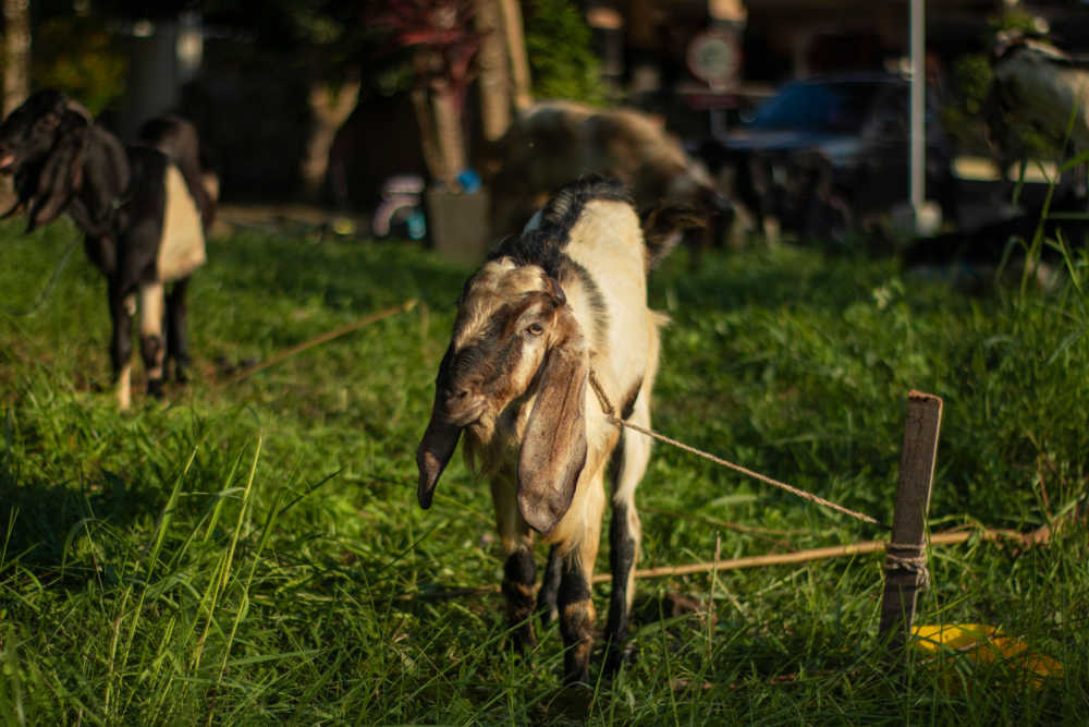 Jamunapari goat grazing on grass