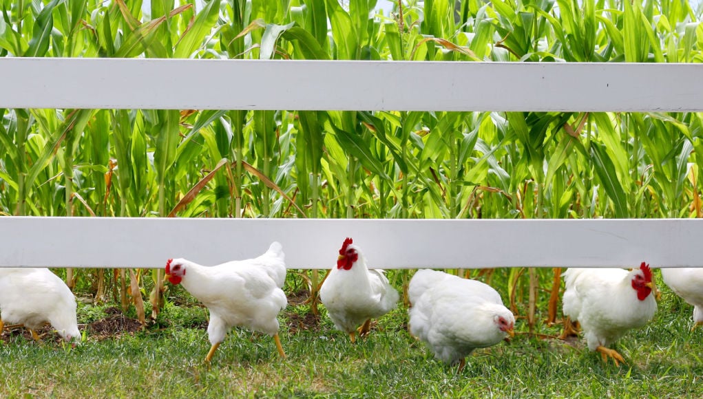 flock of hens in a farm--how to save money when keeping chickens