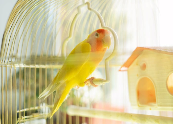 birdcage perch designs