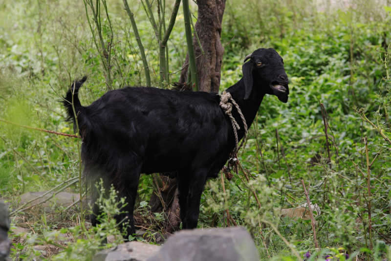 black Osmanabadi Goat