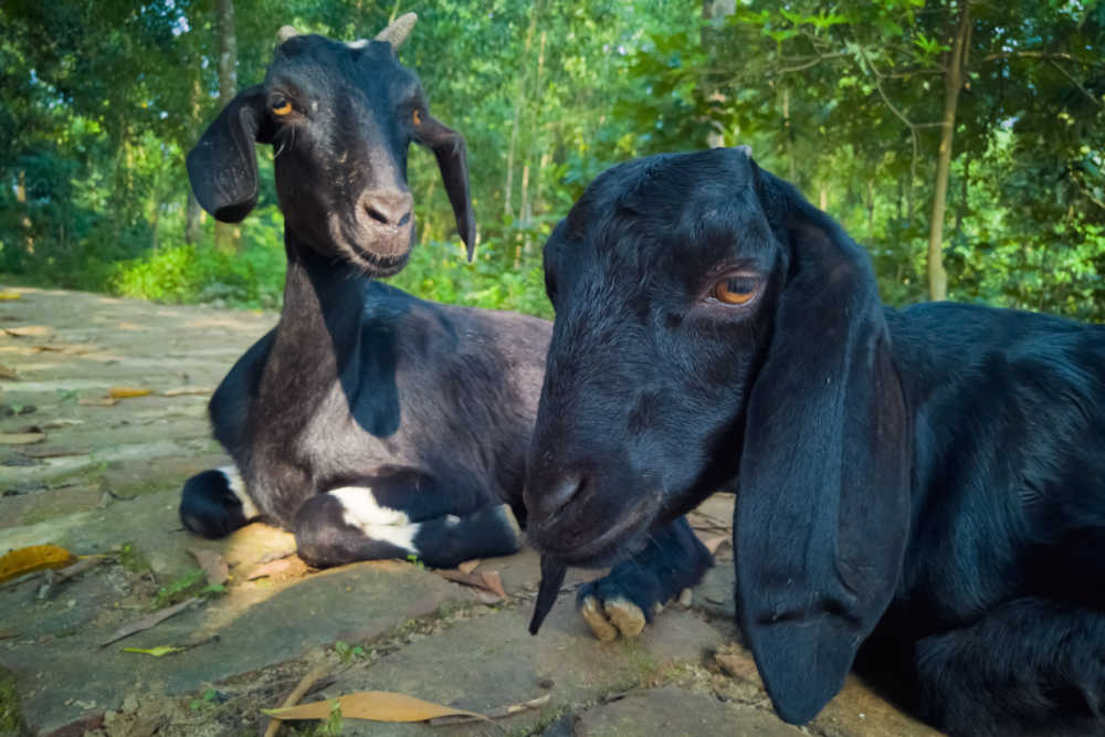 black bengal goats laying on a rock