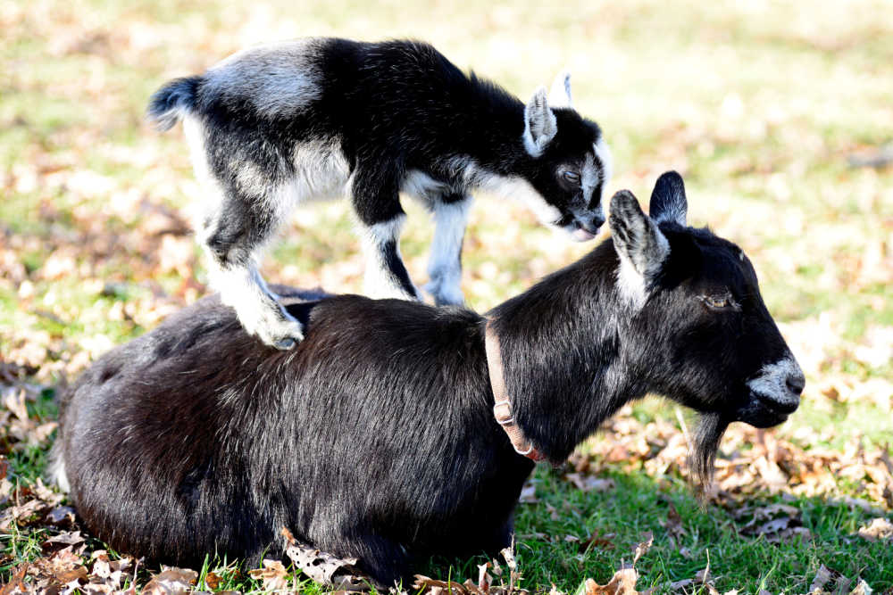 black pygmy goats baby pygmy on goats back