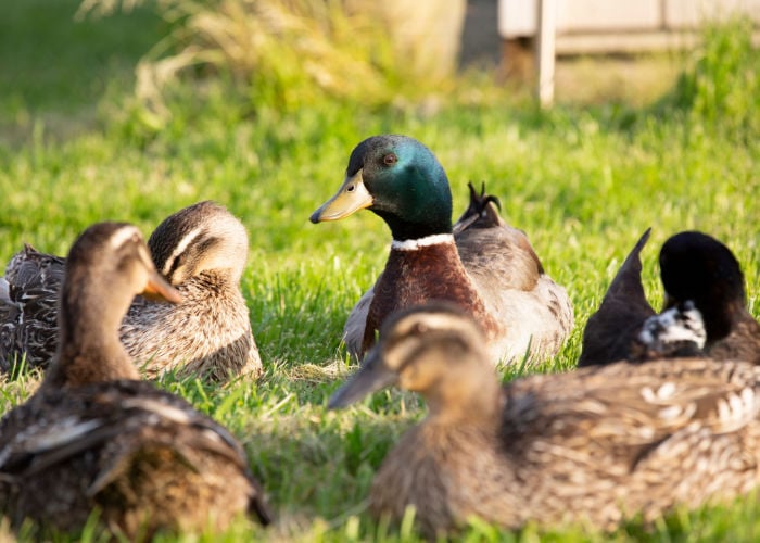 When Do Ducks Stop Laying Eggs?