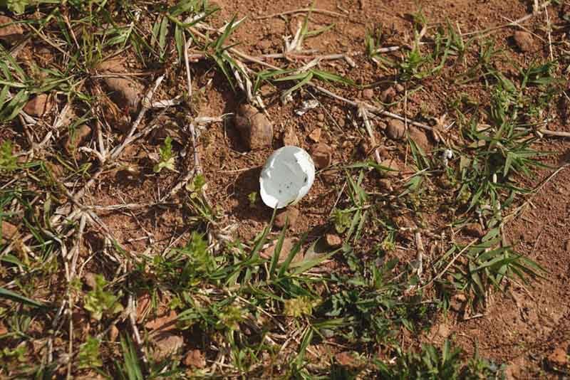 duck egg that has been eaten