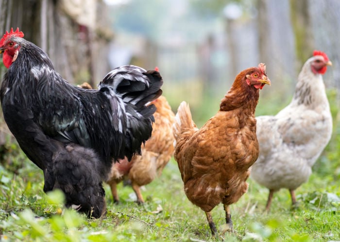 gentle chicken breeds for backyard flock
