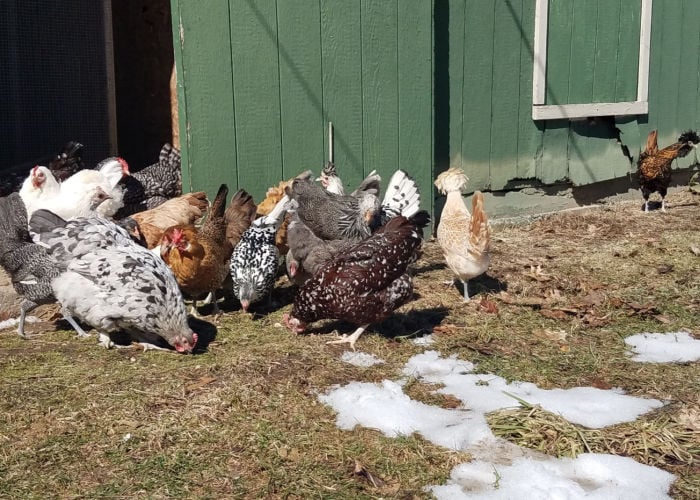 gentle chicken breeds for backyard flock