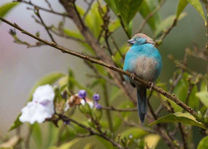 how do birds sleep