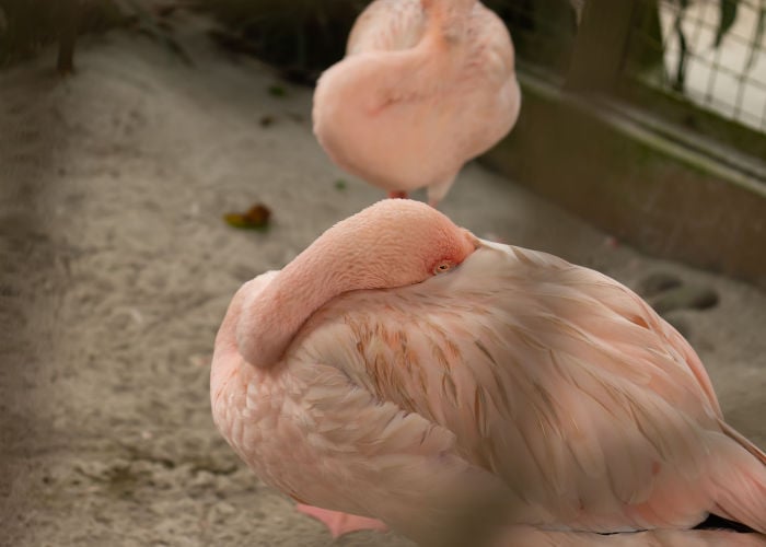 how long do birds sleep