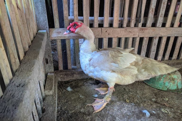 Why Are My Ducks Not Laying Eggs?