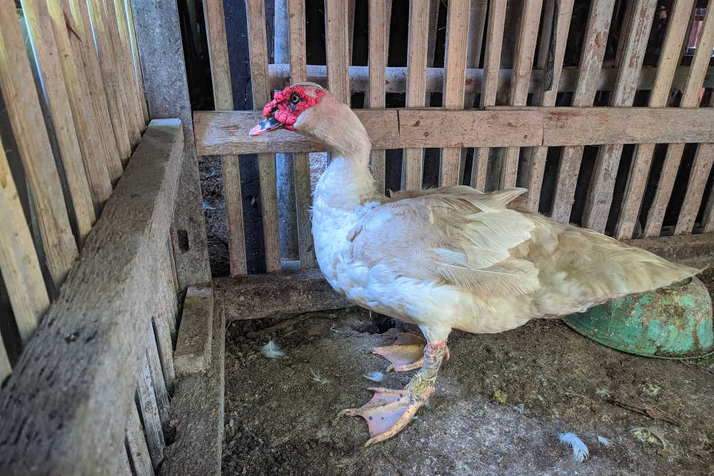 old duck in wooden cage