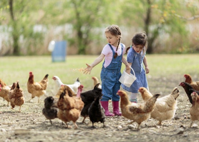 raising the friendliest chicken breeds