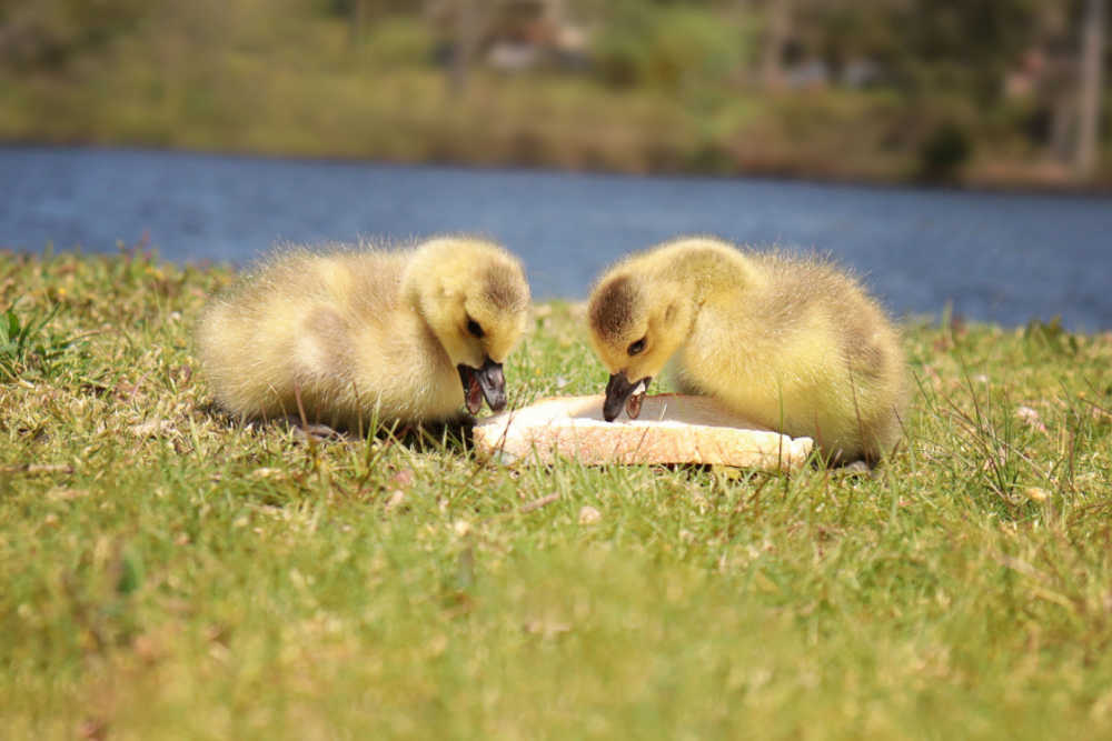 two wild ducklings alone eating bread
