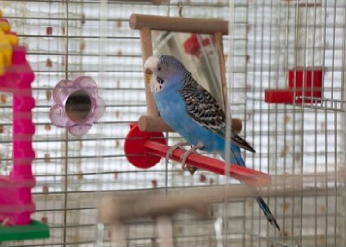 types of birdcage perches