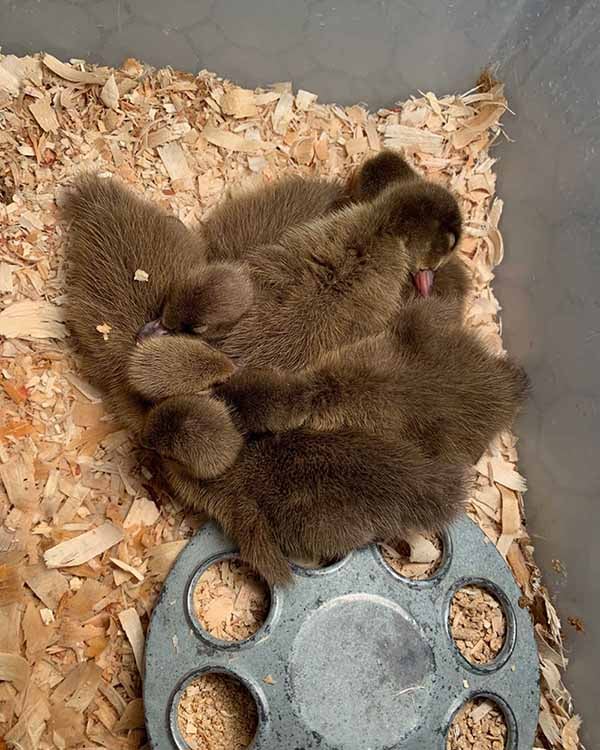 wild ducklings in a brooder