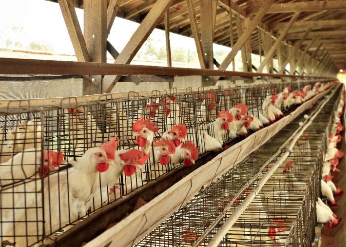 Best chicken breed in the philippines-Dekalb White