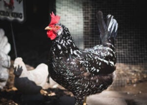 Best chicken breeds australia:Ancona