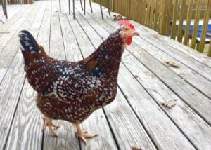 Best chicken breeds for Australia: Sussex