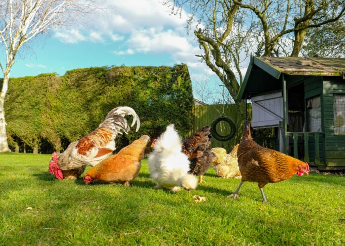 Best chicken breeds in Australia