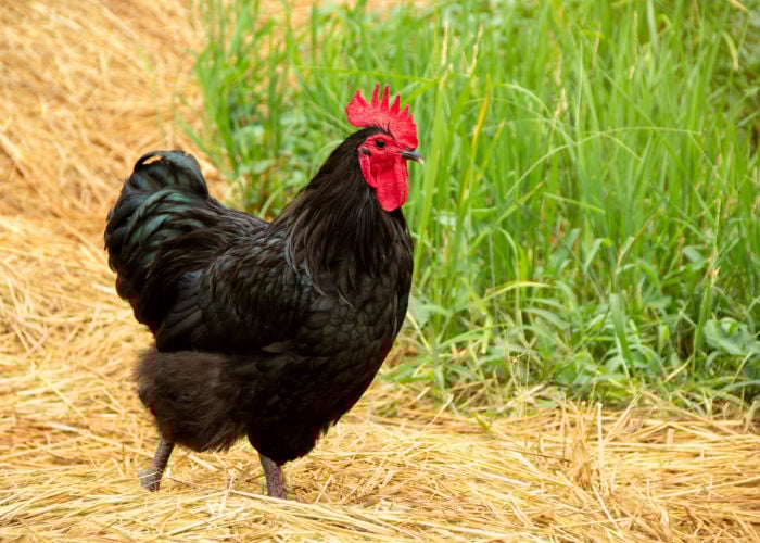Best chicken breeds in the philippines- Black Australorp
