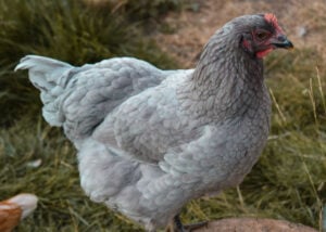 Best meat chickens in australia:Jersey Giant