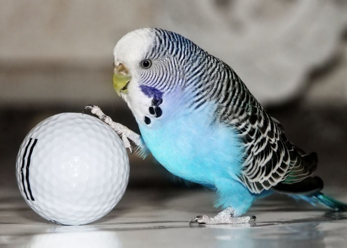 Birds enjoying playtime outside of the cage