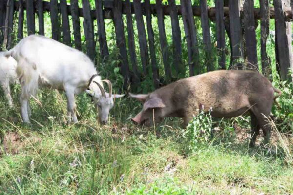 Beautiful Can Pigs And Goats Live Together Picture Nature Beautiful Can Pigs And Goats Live Together Picture Nature