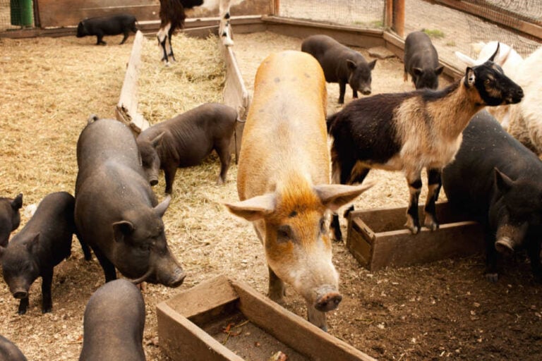 Lush Can Pigs And Goats Live Together Image Digital Art Lush Can Pigs And Goats Live Together Image Digital Art