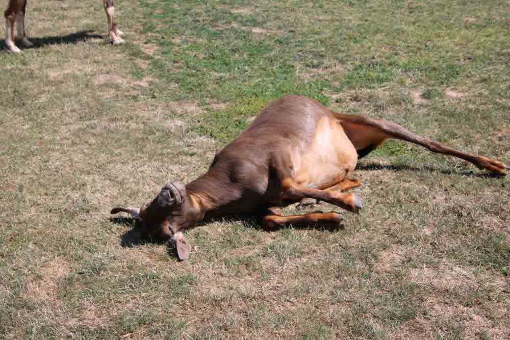 Signs of Overeating Disease in Goats