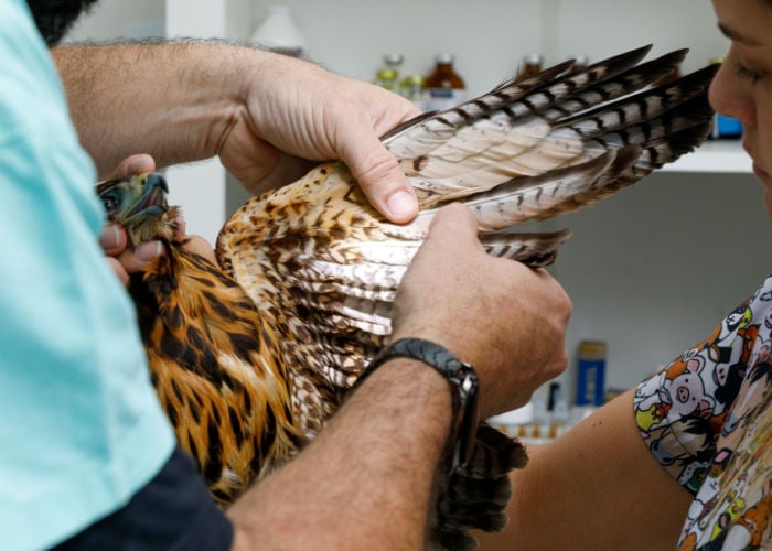 What does a broken blood feather look like